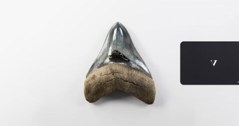 A real A grade 4.44 inch Megalodon shark tooth for sale 3
