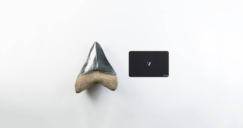 A real A grade 4.44 inch Megalodon shark tooth for sale 2