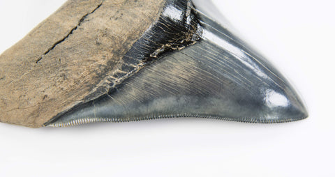 A real A grade 4.44 inch Megalodon shark tooth for sale 8