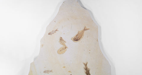 knightia fossil fish plate for wall decor hanging 5