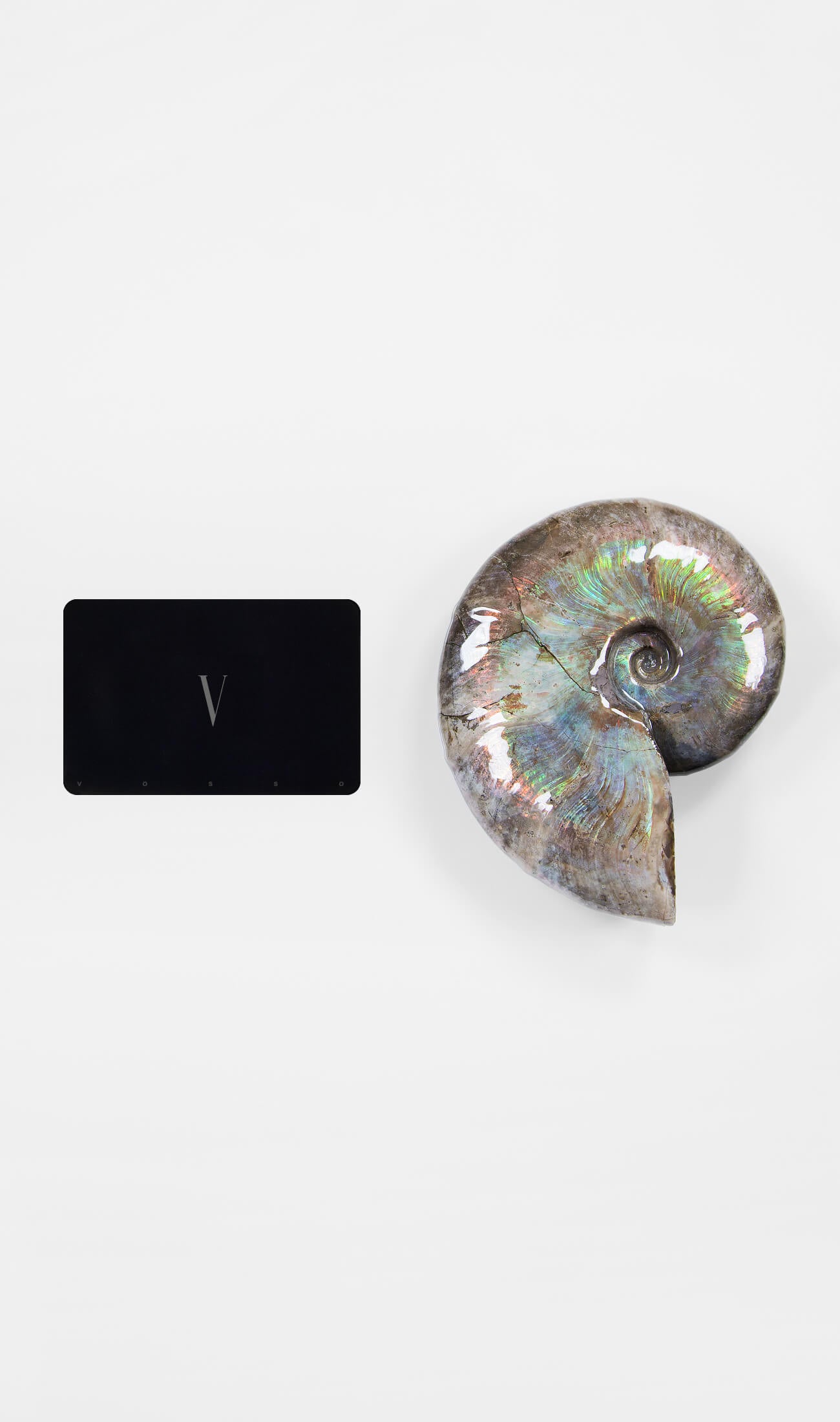 opalescent ammonite for sale at vosso@ mineral shop 1