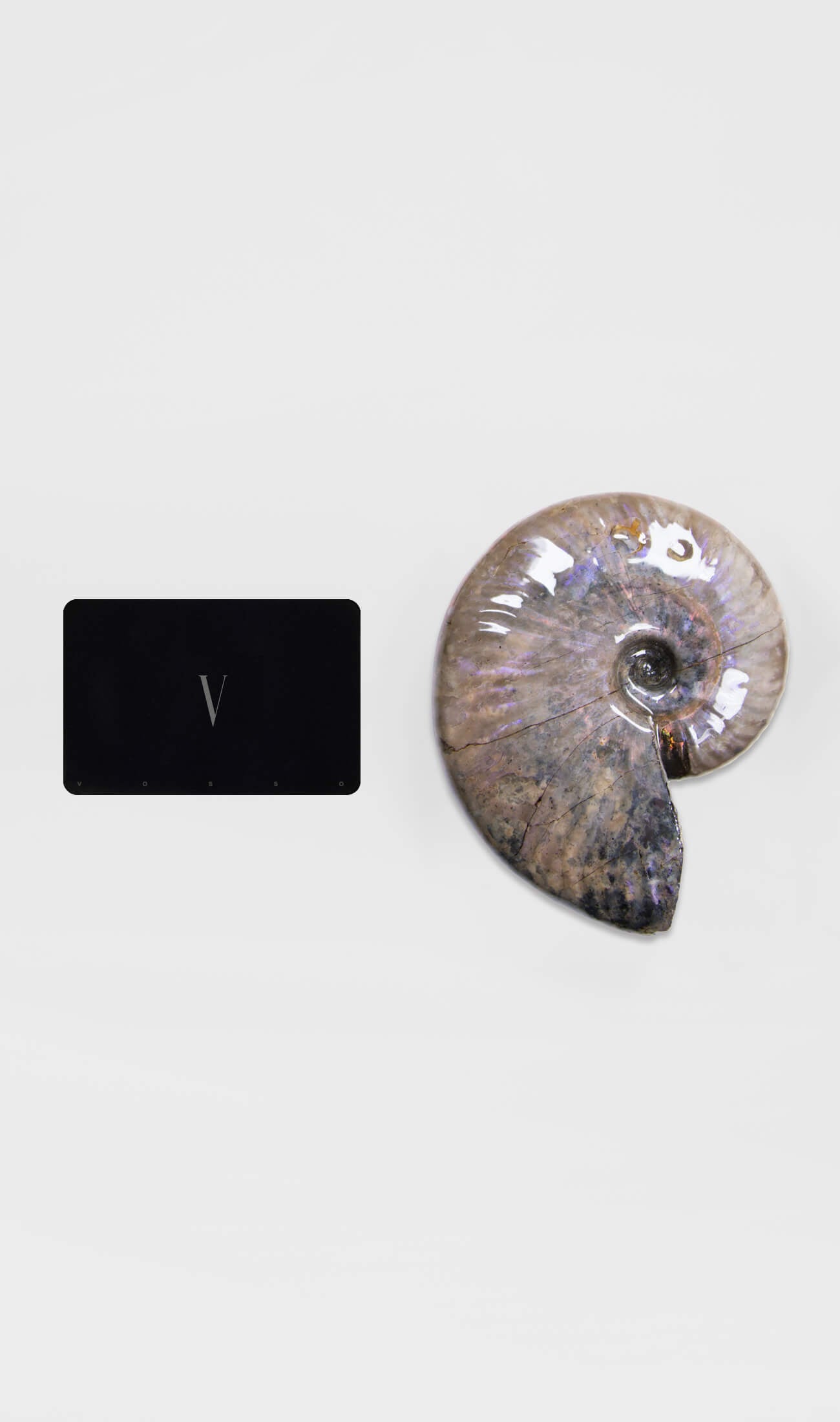 opalescent ammonite for sale at vosso@ mineral shop 42