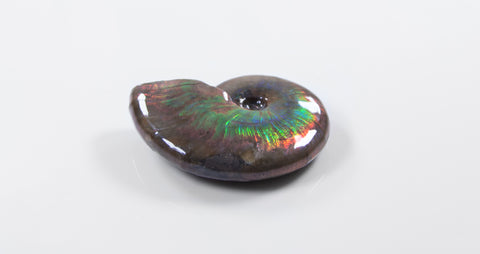 Cleniceras opalescent ammonite for sale 15