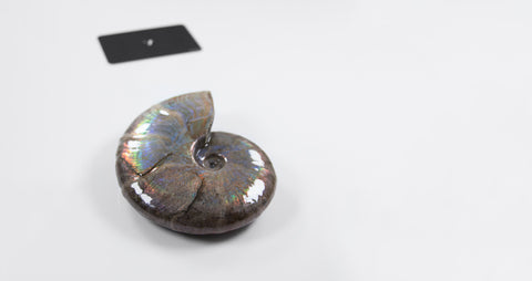 opalescent ammonite for sale at vosso@ mineral shop 7