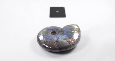 opalescent ammonite for sale at vosso@ mineral shop 8