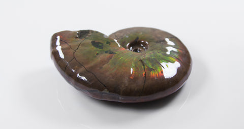 opalescent ammonite for sale at vosso@ mineral shop 41