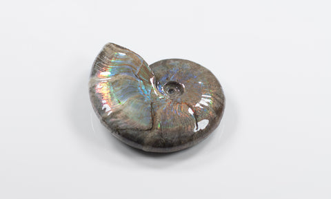 opalescent ammonite for sale at vosso@ mineral shop 6