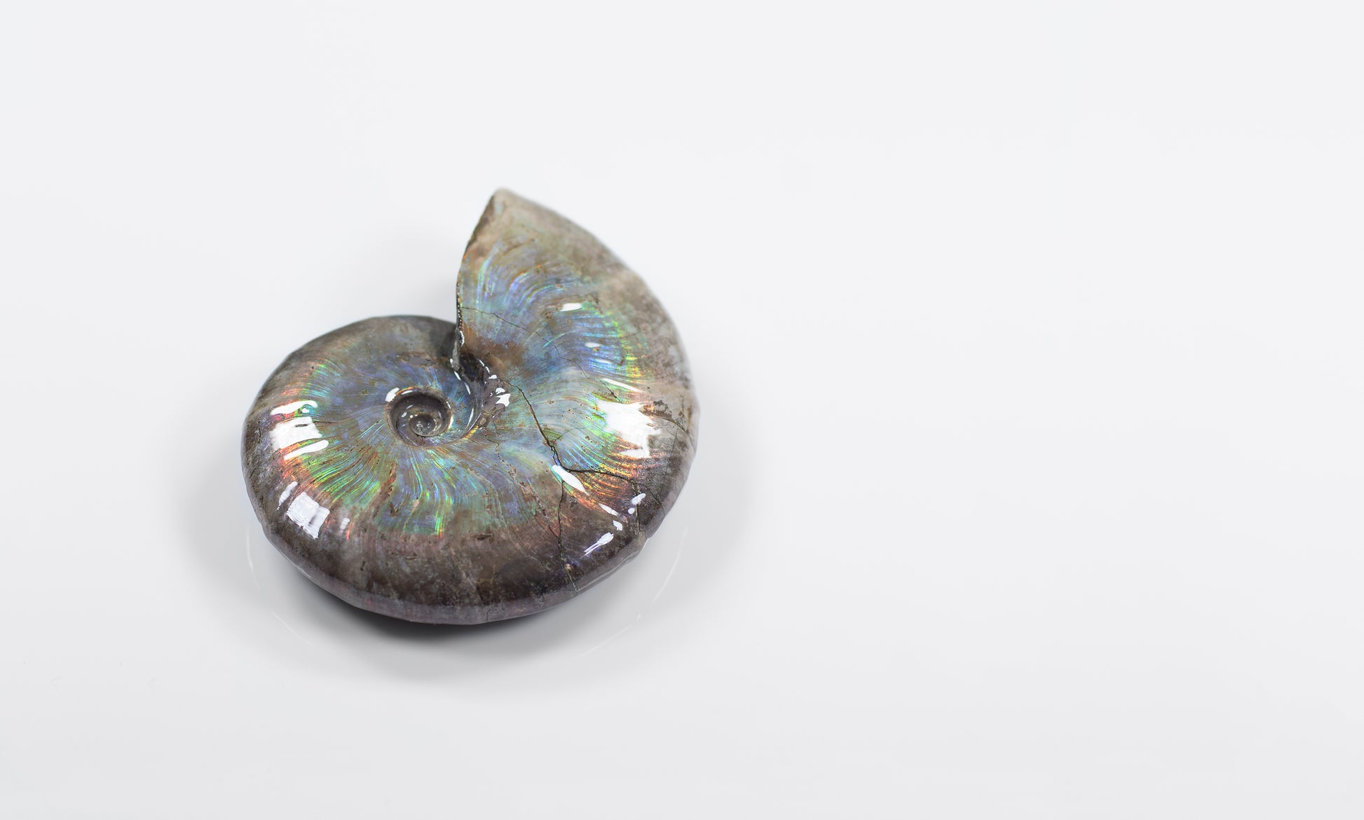 opalescent-ammonite-vosso.co.uk-4.jpg