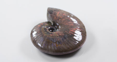 opalescent ammonite for sale at vosso@ mineral shop 47
