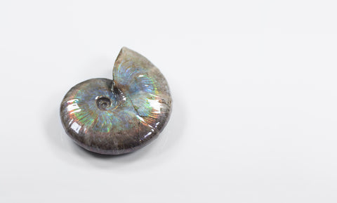 opalescent ammonite for sale at vosso@ mineral shop 5