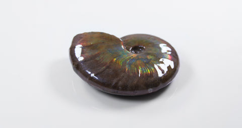 opalescent ammonite for sale at vosso@ mineral shop 15