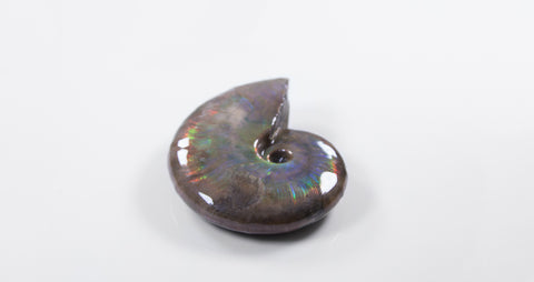 opalescent ammonite for sale at vosso@ mineral shop 23