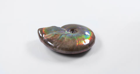 Cleniceras opalescent ammonite for sale 29