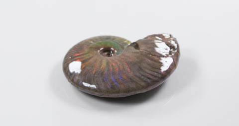 opalescent ammonite for sale at vosso@ mineral shop 33