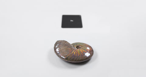 opalescent ammonite for sale at vosso@ mineral shop 30