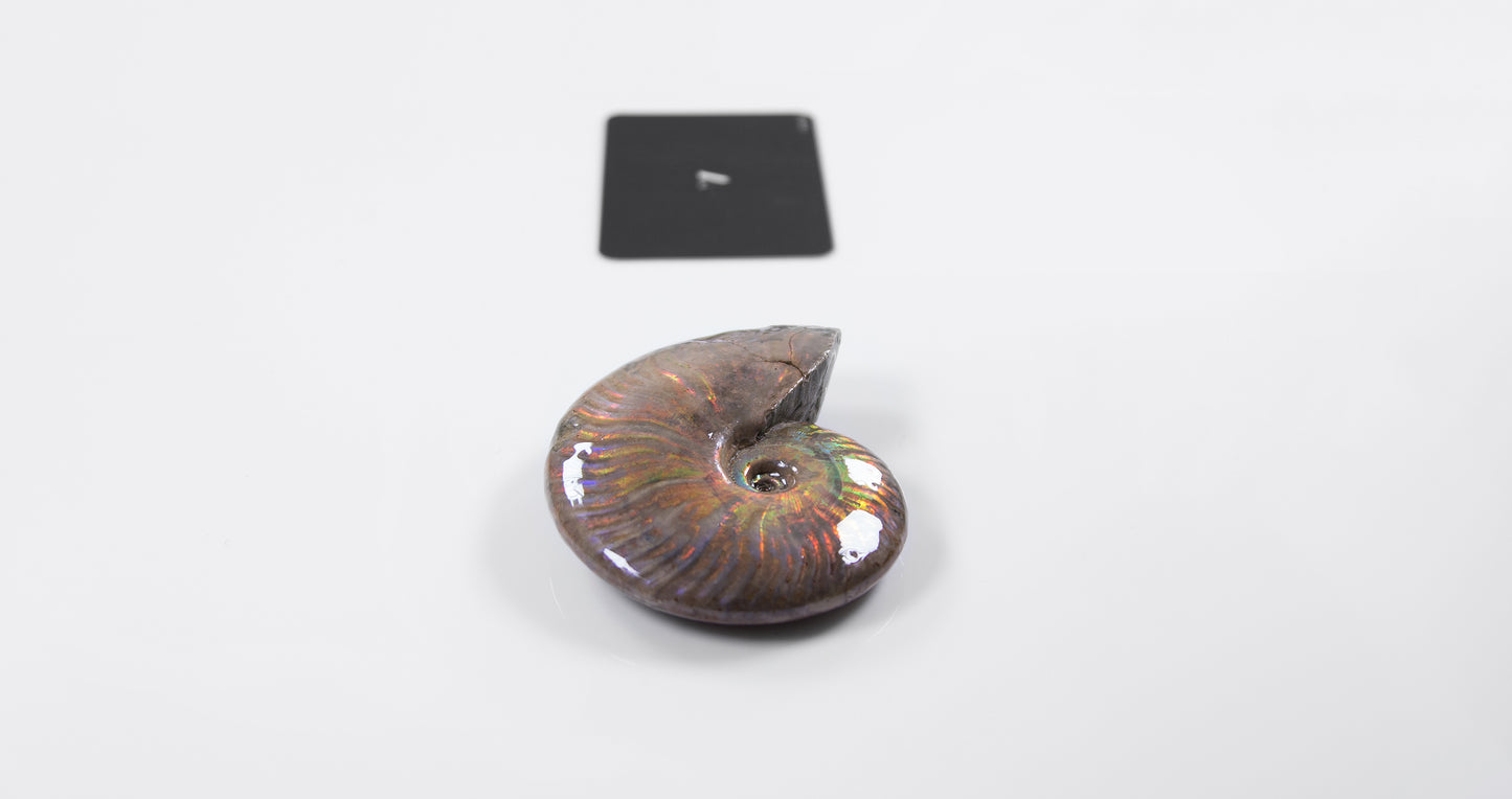 opalescent ammonite for sale at vosso@ mineral shop 31