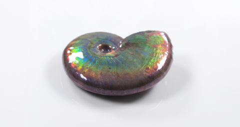 Cleniceras opalescent ammonite for sale 41
