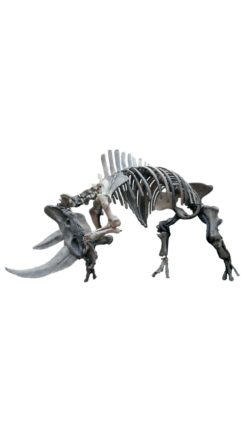 Woolly Rhino skeleton for a museum or exhibition at VOSSO®